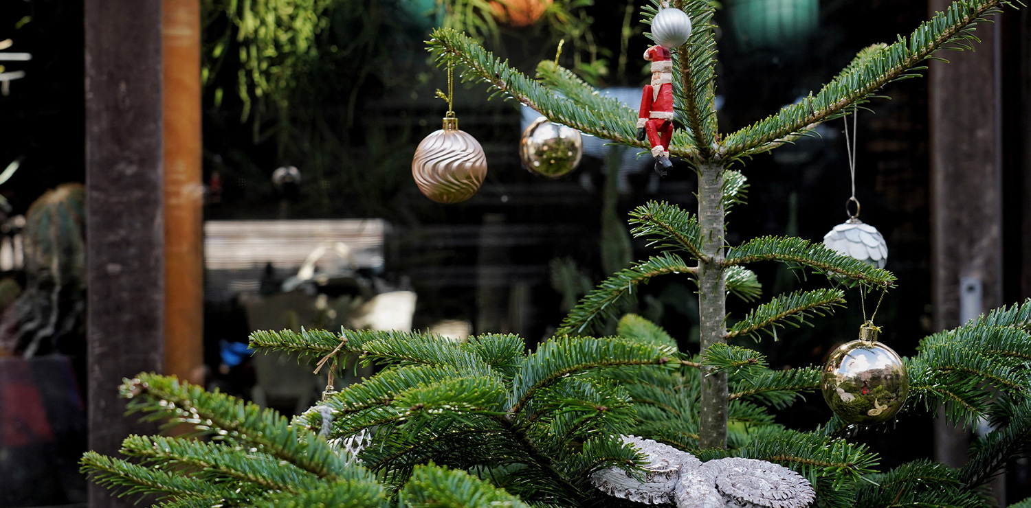 11月のグリーン　生のもみの木で、クリスマスの準備