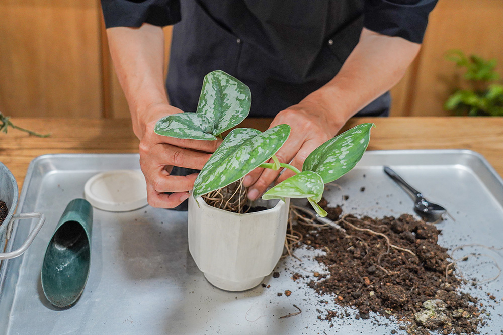 【保存版】お部屋が変わる！季節に合わせたグリーンとお手入れの12ヶ月カレンダー