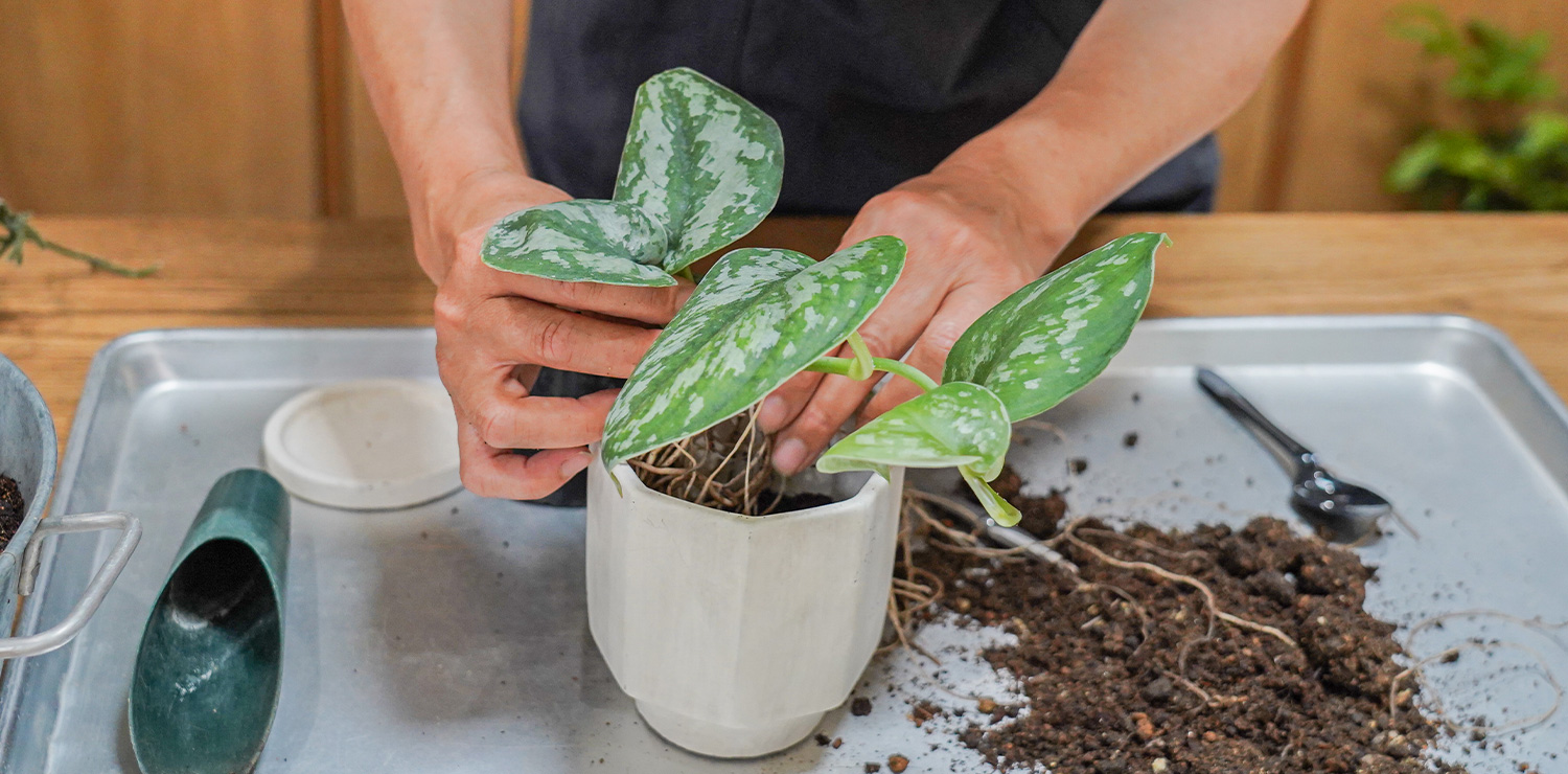 【保存版】お部屋が変わる！季節に合わせたグリーンとお手入れの12ヶ月カレンダー