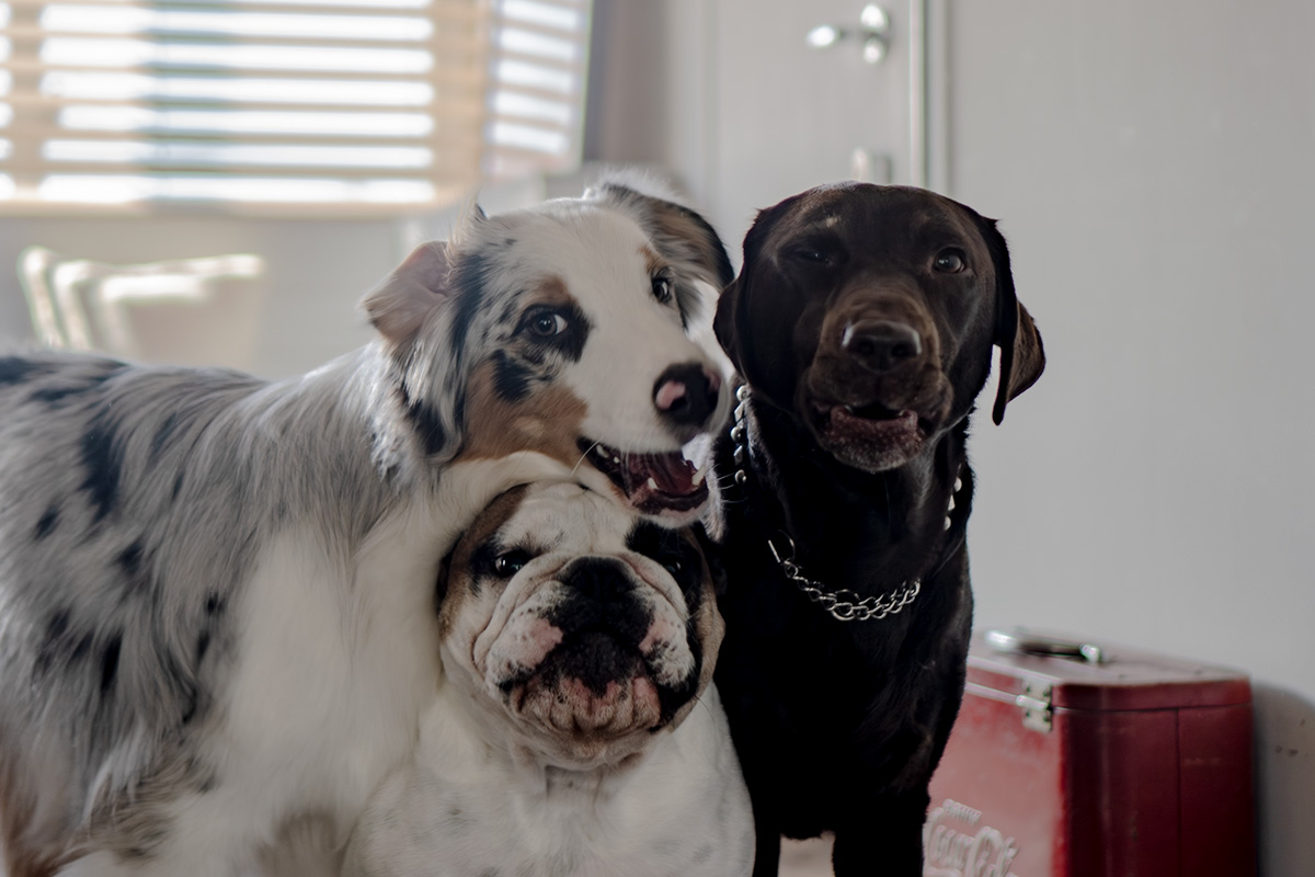 トイレは3匹で1つ。犬3匹＋インコ2羽の大所帯を健やかに回す多頭飼いの工夫