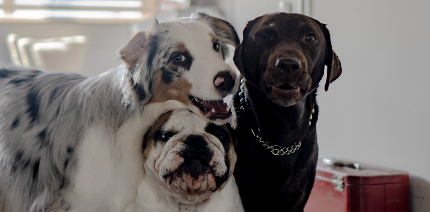 トイレは3匹で1つ。犬3匹＋インコ2羽の大所帯を健やかに回す多頭飼いの工夫