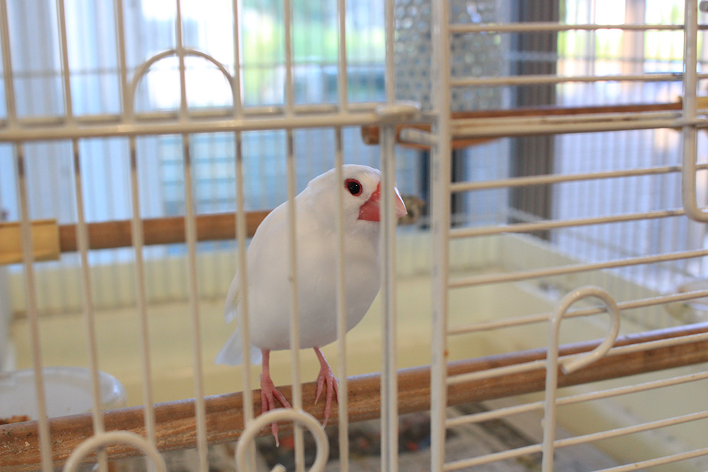 大森家のペット、9歳の文鳥ピッピ