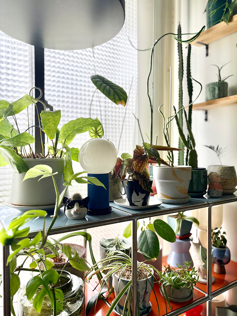 棚にたくさんの観葉植物を飾る岡本あつみさんのディスプレイ